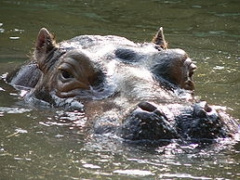 Nucený výsek v Zoo