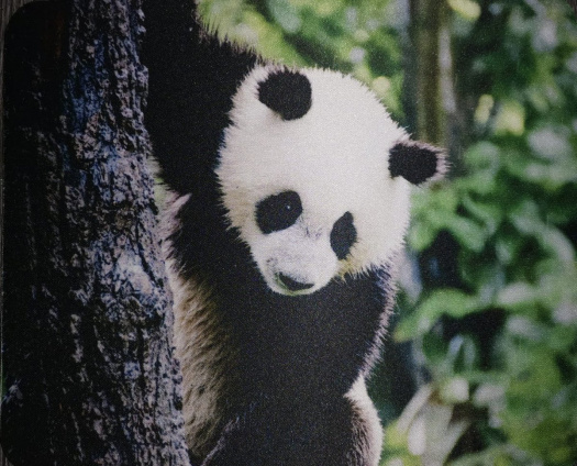 Podložka pod myš s potiskem, panda 