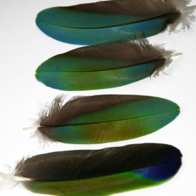 Peříčka ARA zelenokřídlý