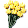 Když jaro přichází a tulipány rozkvétají. č 1049