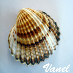 Vanel